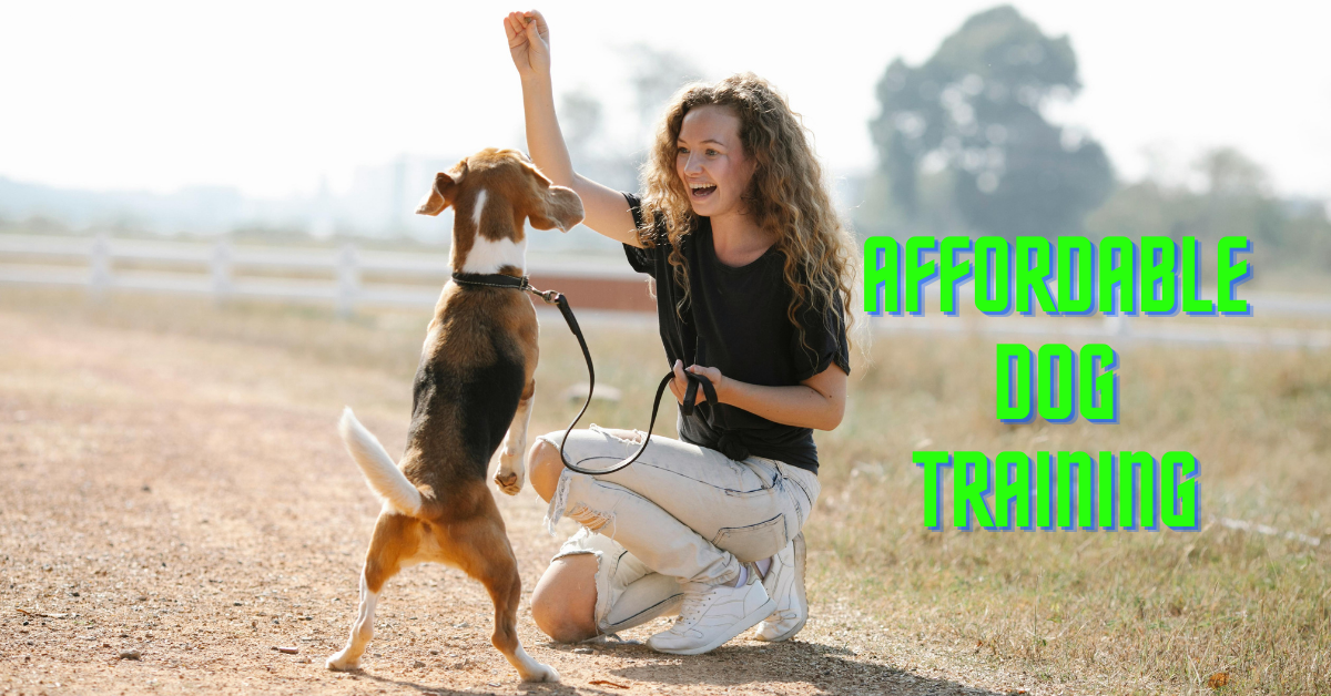 Read more about the article Affordable Dog Training Secrets Every Pet Parent Needs