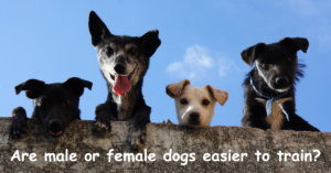 Read more about the article Are male or female dogs easier to train?