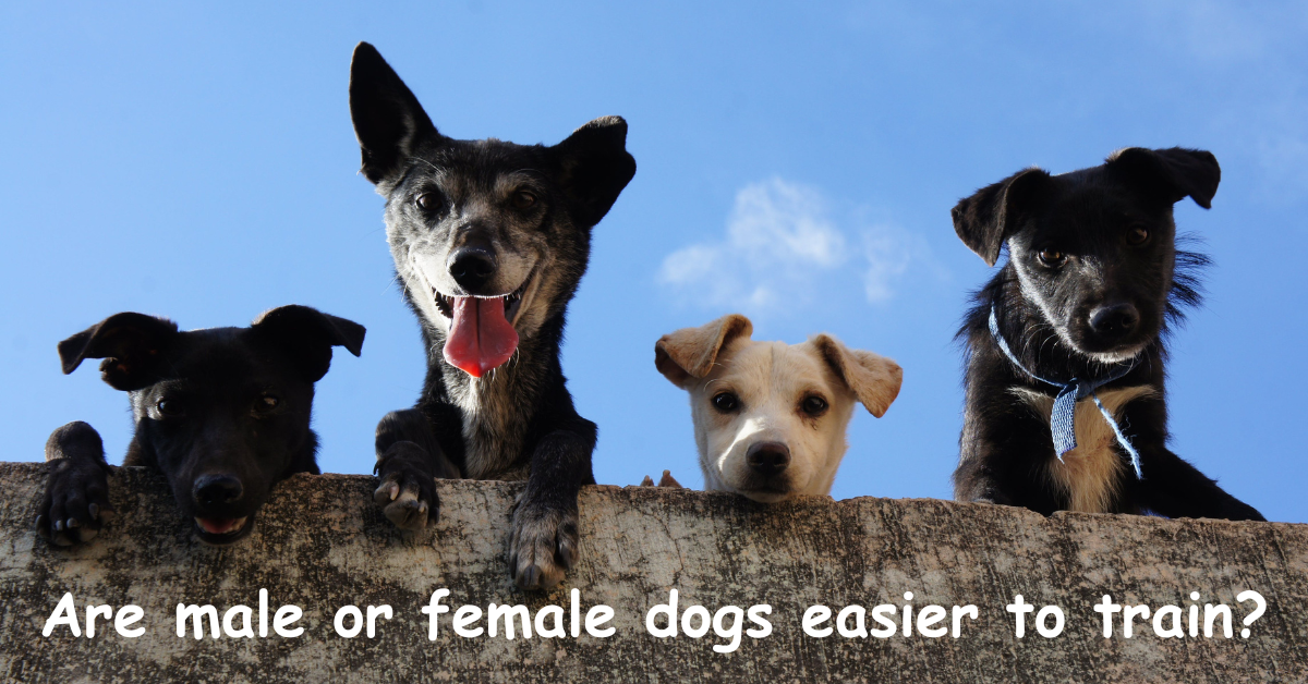 You are currently viewing Are male or female dogs easier to train?