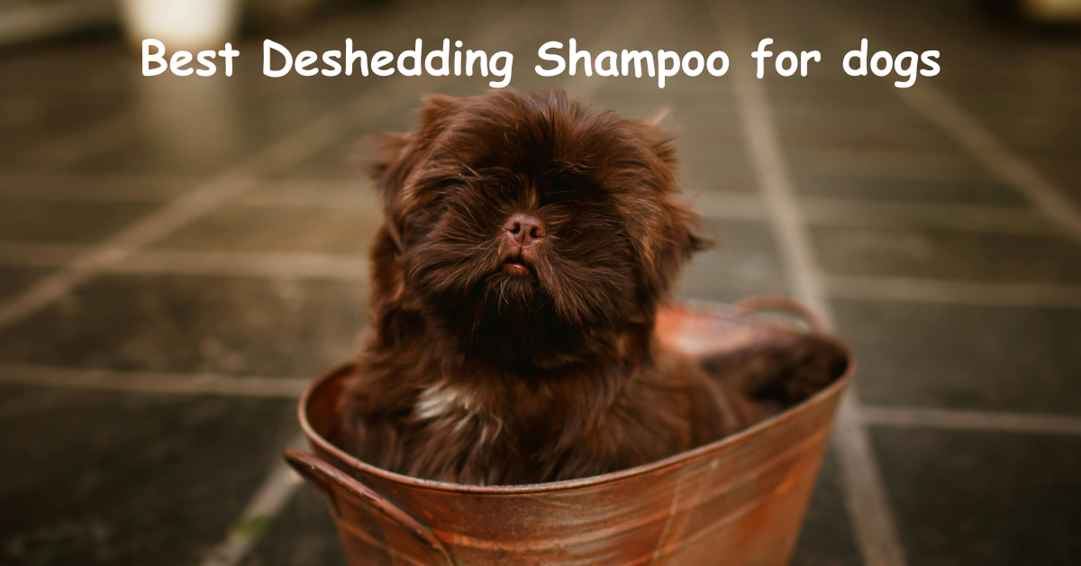 You are currently viewing The Best Deshedding Shampoo Every Dog Needs!