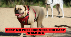 Read more about the article Best No Pull Harness for Dogs for Easy Walking