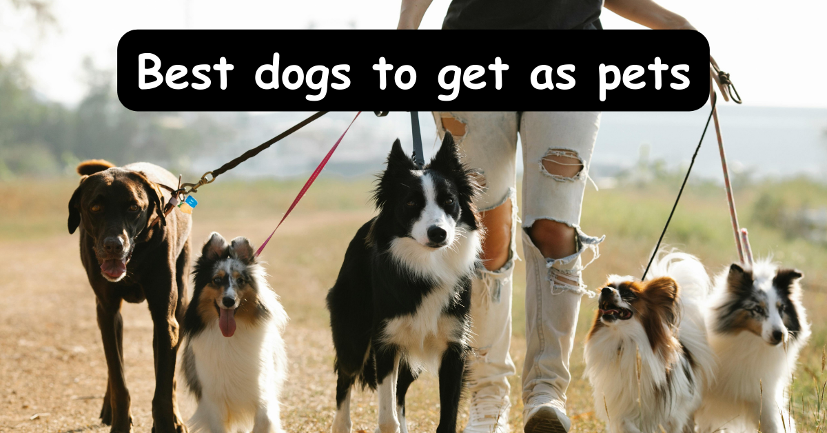 You are currently viewing Fur-ever Friends: Best Dogs to Get as Pets!