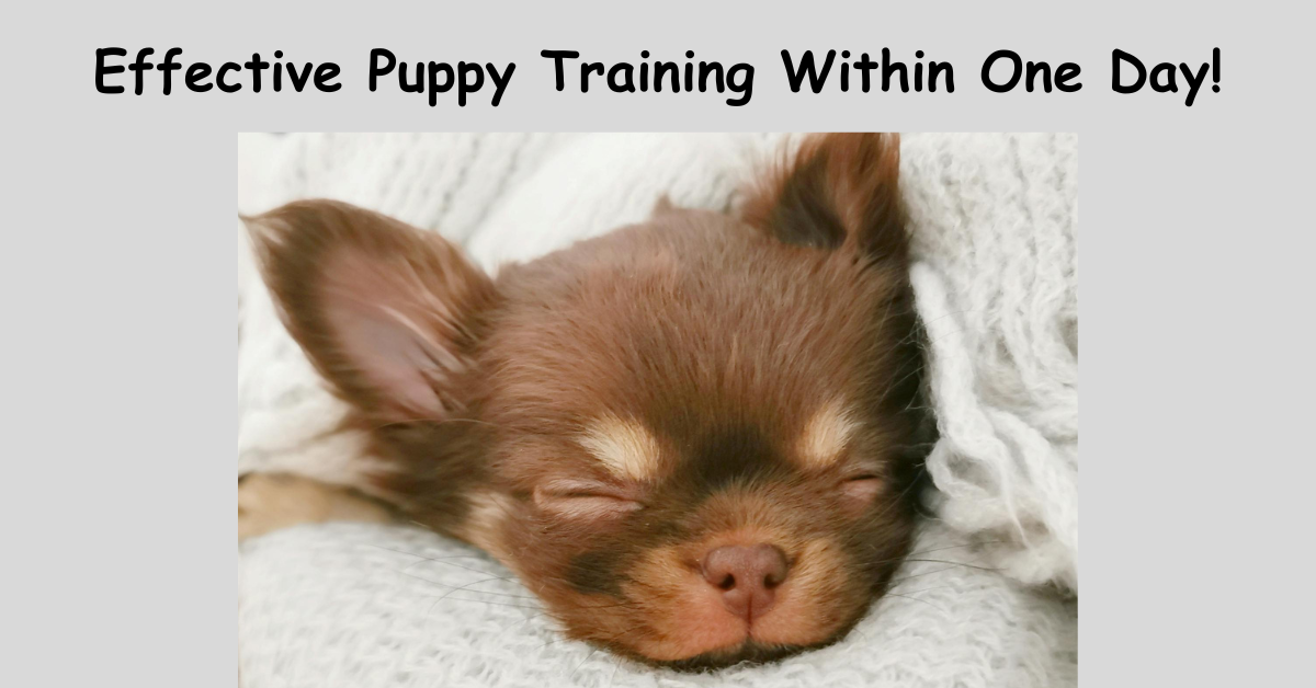 Read more about the article Puppy Training within the first 24 hours