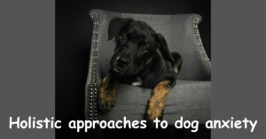 Read more about the article Holistic approaches to dog anxiety