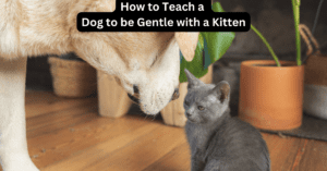 Read more about the article How to Teach a Dog to Be Gentle with a Kitten