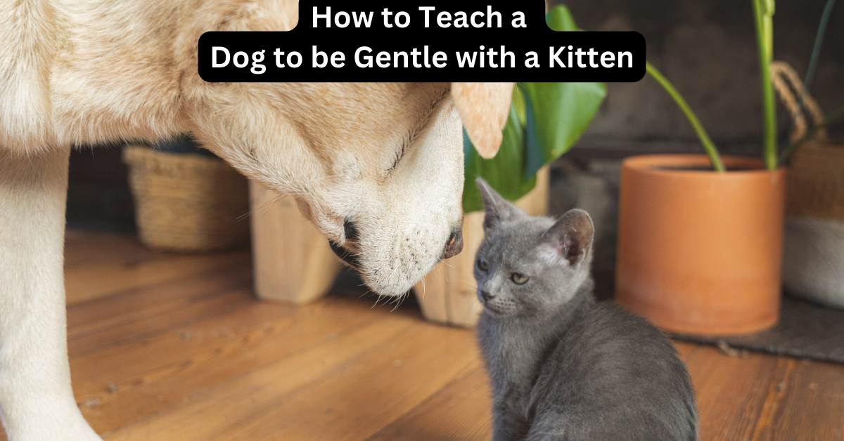 You are currently viewing How to Teach a Dog to Be Gentle with a Kitten