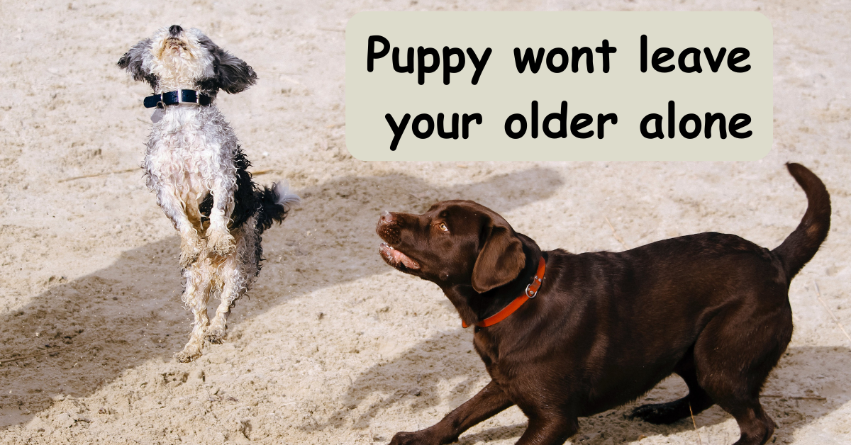 Read more about the article Why puppy wont leave older dog alone?