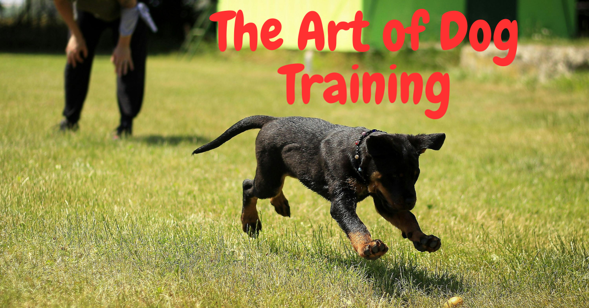Read more about the article Mastering the Art of Dog Training