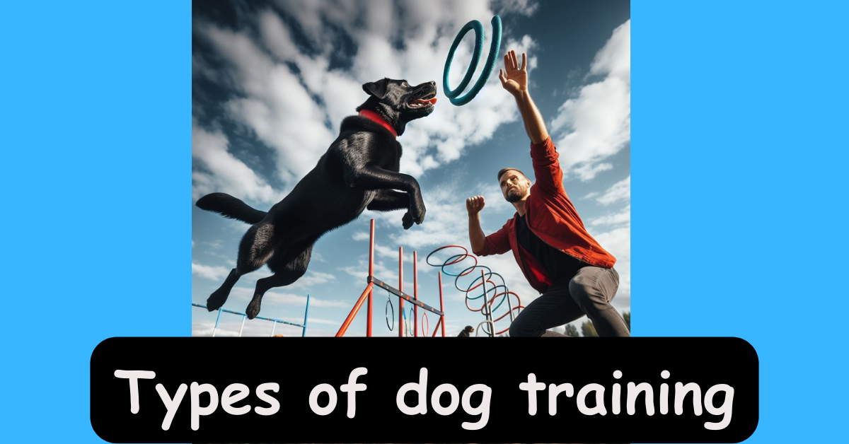You are currently viewing Types of Dog Training You Should Know About