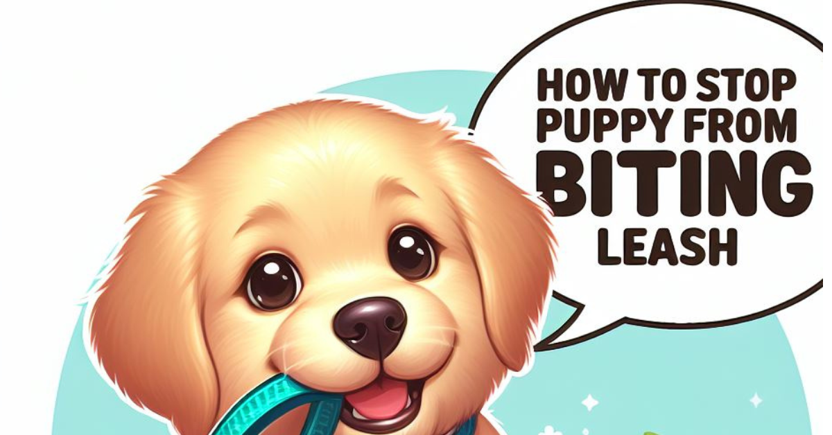 Read more about the article How to stop puppy from biting leash quickly