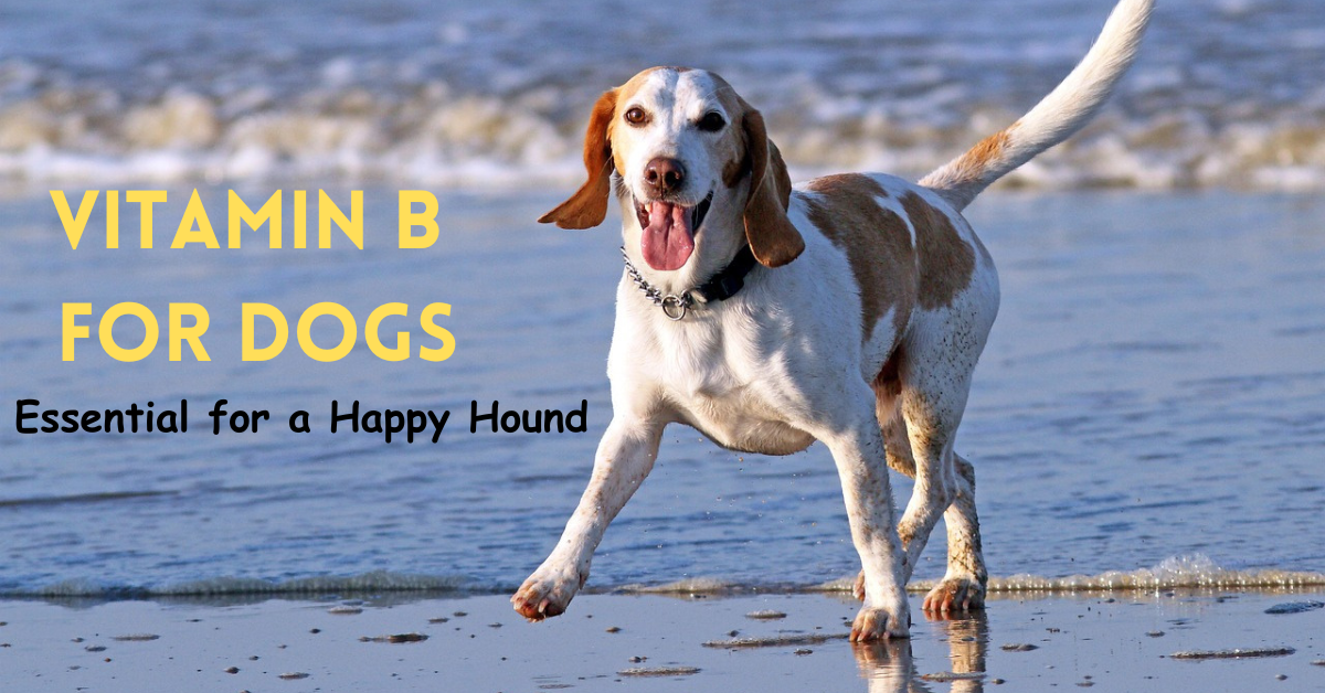 You are currently viewing Vitamin B for Dogs: Essential for a Happy Hound