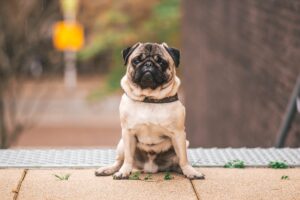 Read more about the article How to Teach Your Dog to Sit