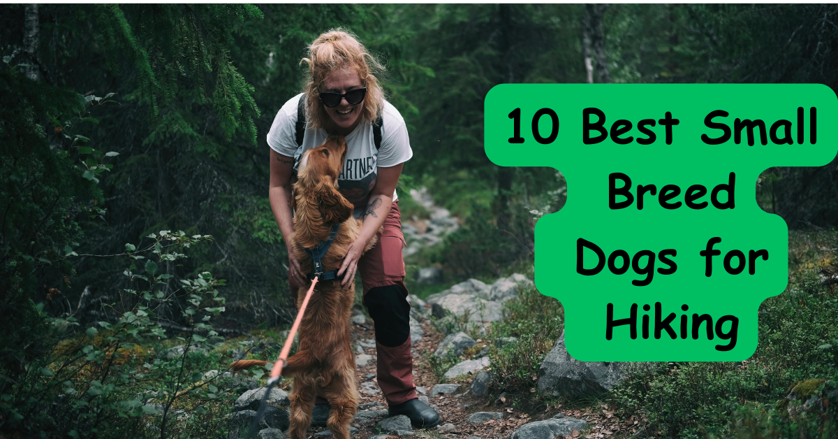 Read more about the article 10 Best Small Breed Dogs for Hiking