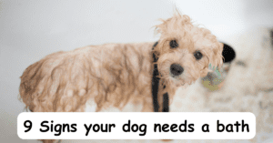 Read more about the article 9 Signs your dog needs a bath