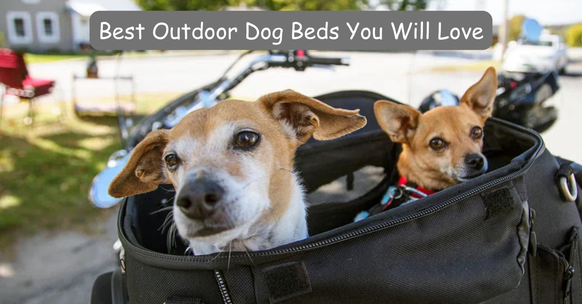Read more about the article 3 Best Outdoor Dog Beds You Will Love