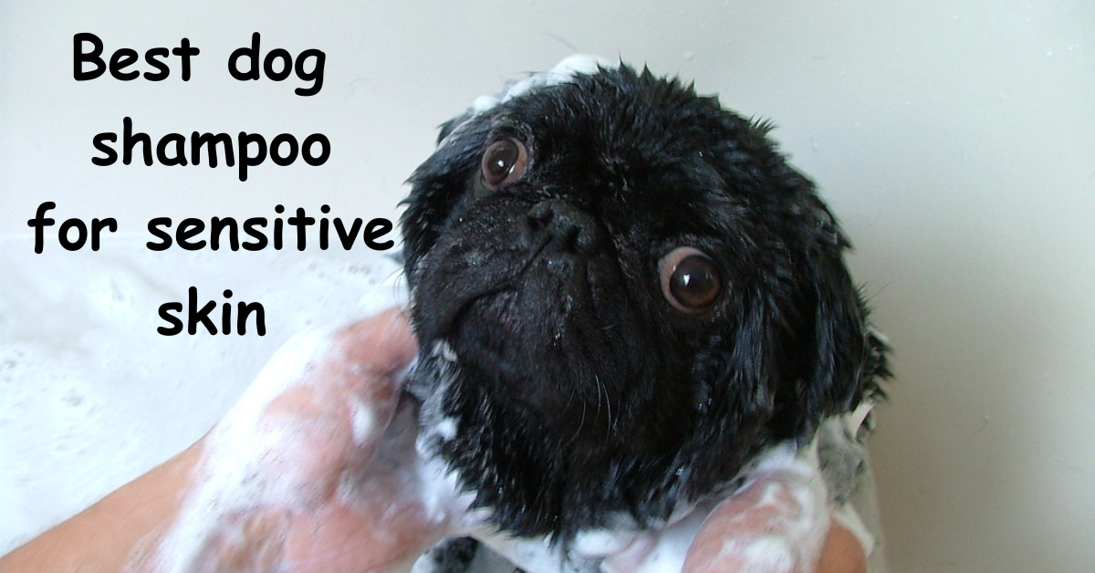 Read more about the article Best dog shampoo for sensitive skin