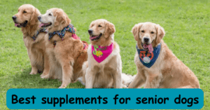 Read more about the article Woofing Wellness: Best supplements for senior dogs