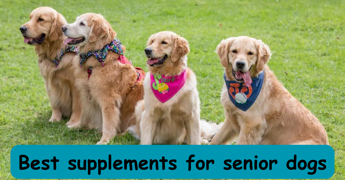 You are currently viewing Woofing Wellness: Best supplements for senior dogs