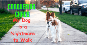 Read more about the article Conquering Chaos: My Dog is a Nightmare to Walk
