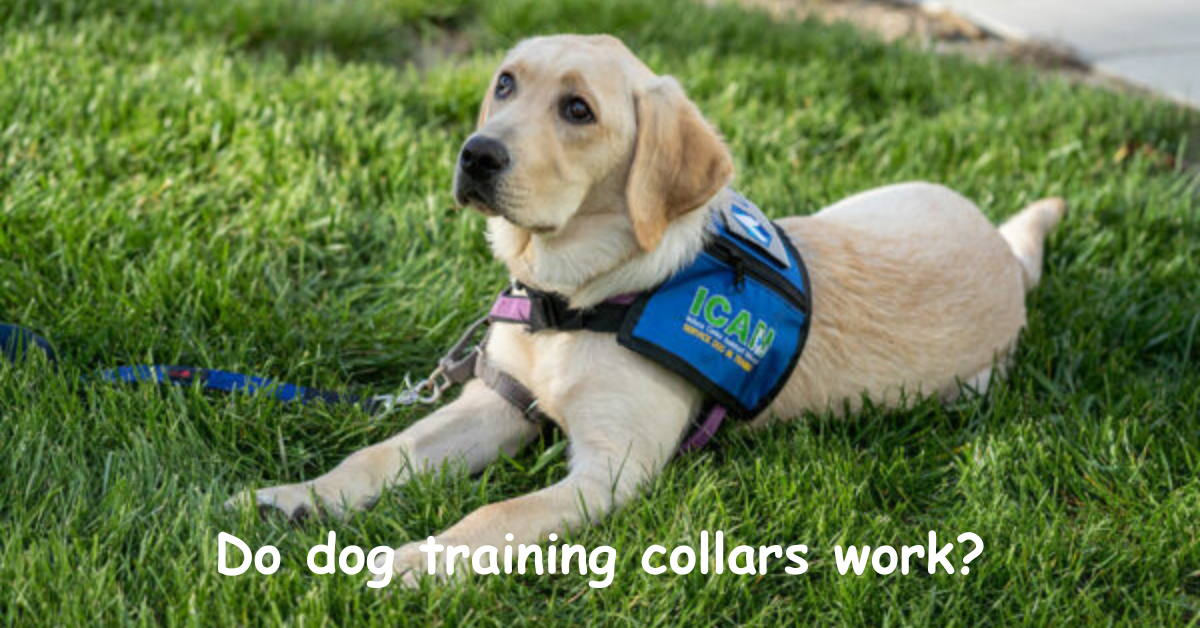 Read more about the article Do Dog Training Collars Work Effectively?