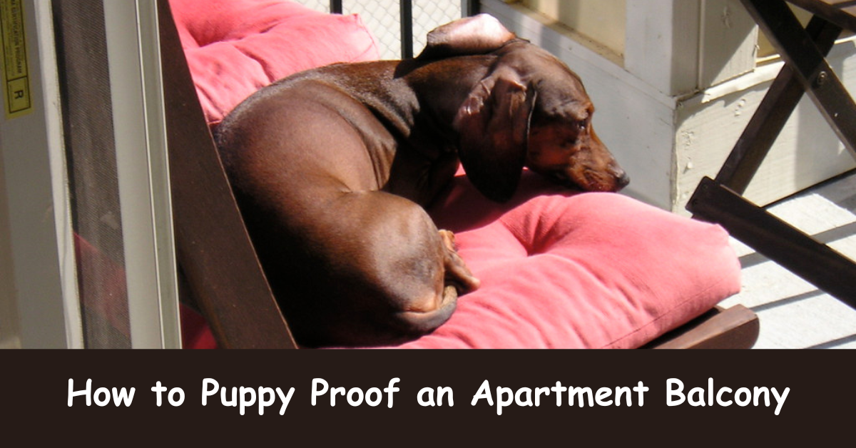You are currently viewing How to Puppy Proof an Apartment Balcony