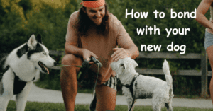 Read more about the article How to Bond with your New Dog