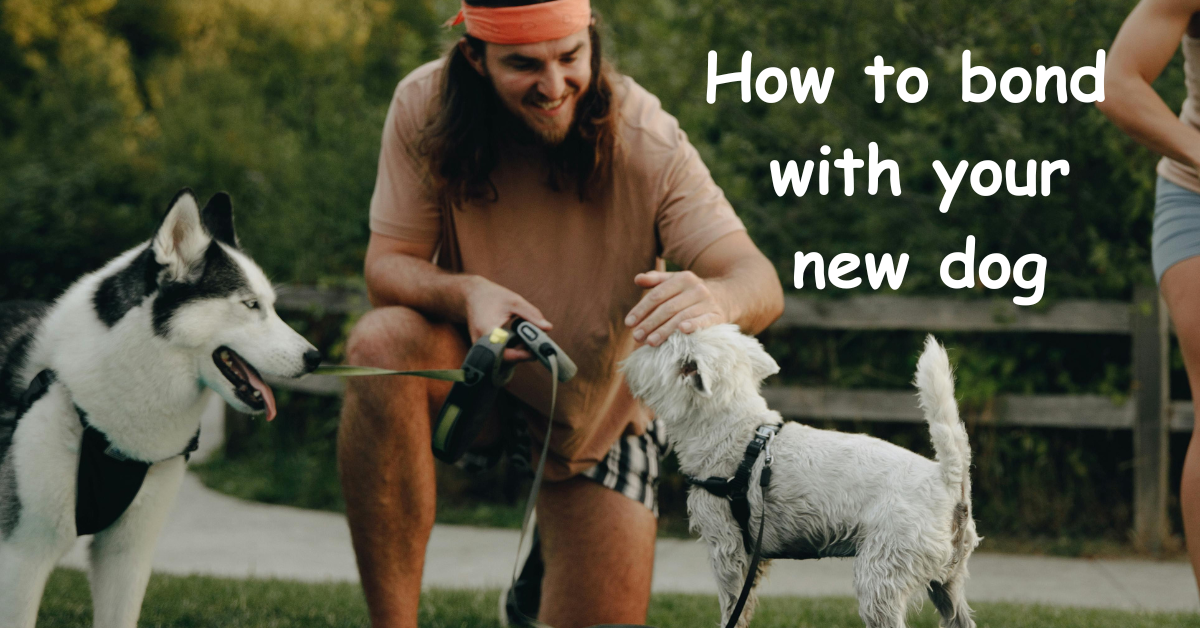 You are currently viewing How to Bond with your New Dog