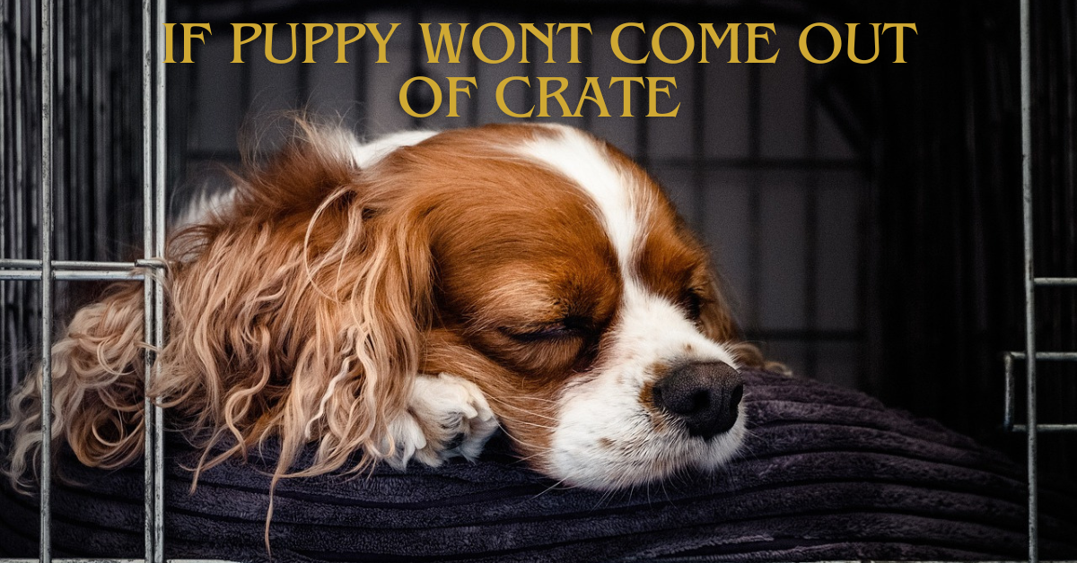 Read more about the article If Puppy wont Come out of Crate