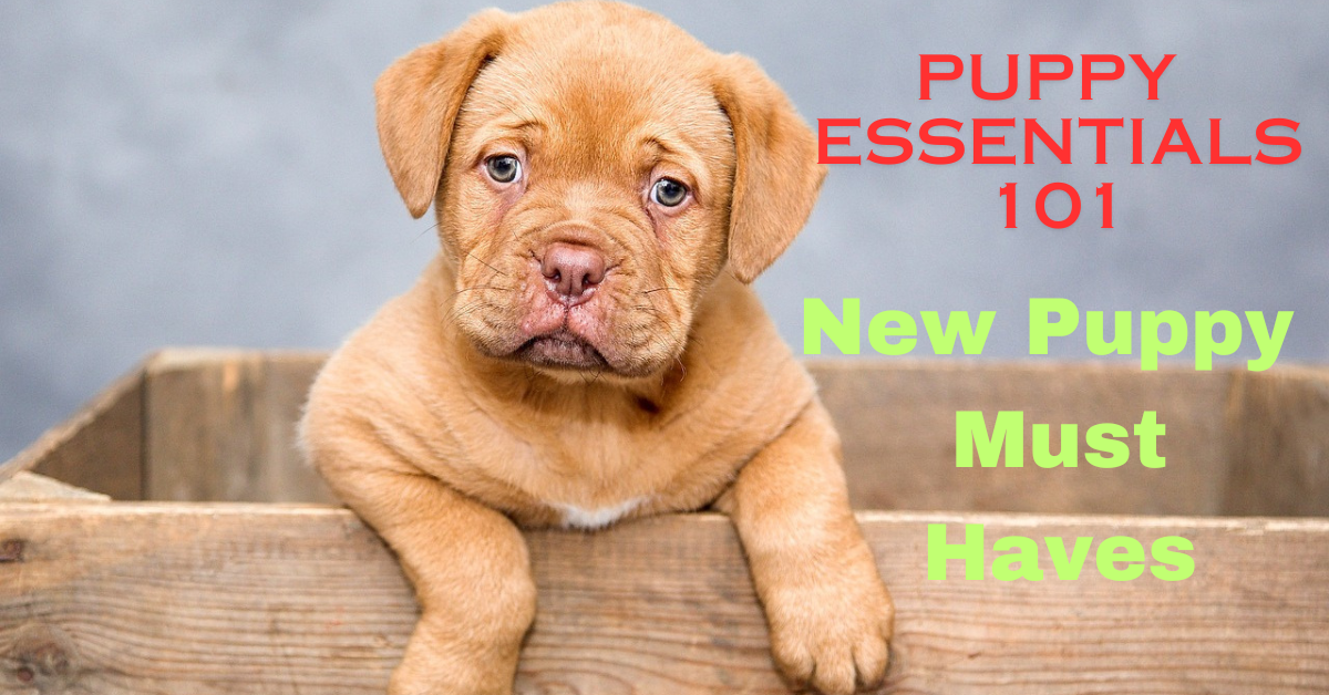 You are currently viewing Puppy Essentials 101: New Puppy Must Haves