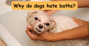 Read more about the article Why Do Dogs Hate Baths? Understanding Bath Time