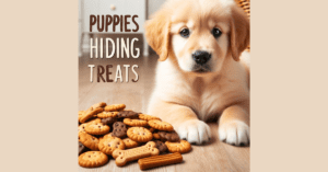 Read more about the article Unveiling the Mystery: Why do puppies hide their treats