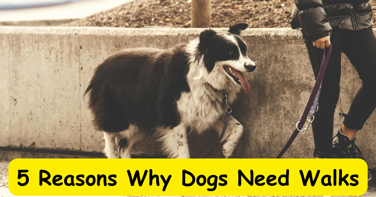 Read more about the article 5 Reasons Why Dogs Need Walks