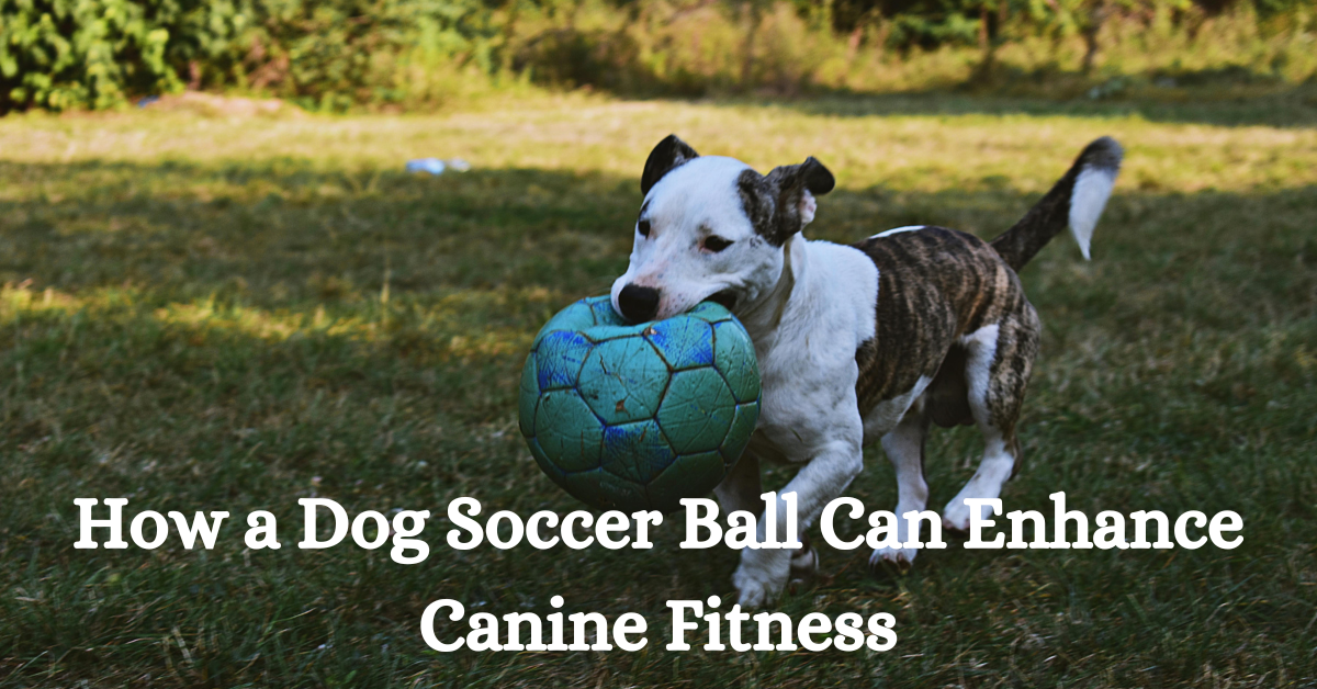 You are currently viewing How a Dog Soccer Ball Can Enhance Canine Fitness