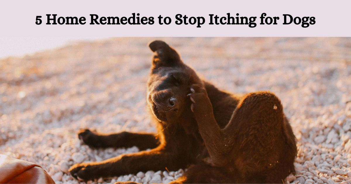Read more about the article 5 Home Remedies to Stop Itching for Dogs