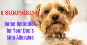 Read more about the article 5 Surprising Home Remedies for Your Dog’s Skin Allergies