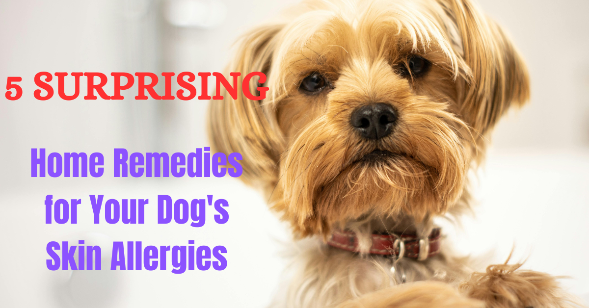 Read more about the article 5 Surprising Home Remedies for Your Dog’s Skin Allergies