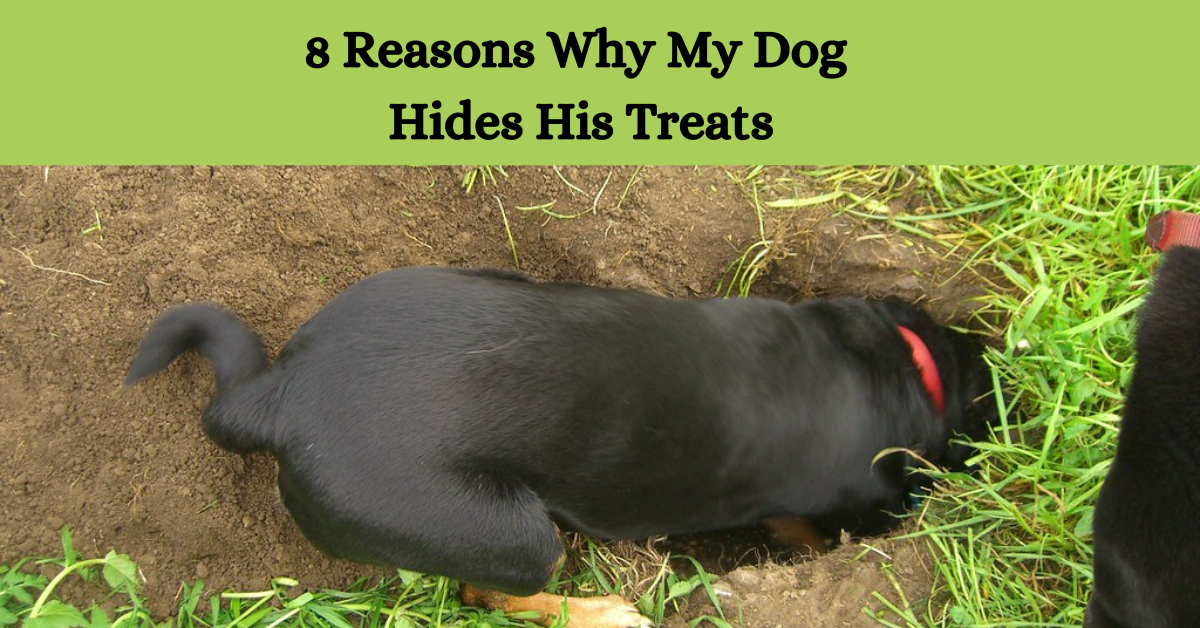 Why Does My Dog Hide His Treats?