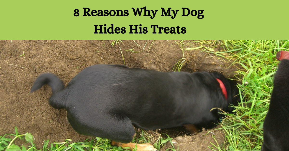 You are currently viewing Why Does My Dog Hide His Treats?