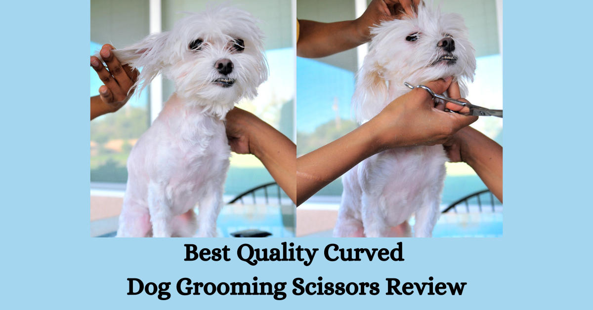 Read more about the article Best Quality Curved Dog Grooming Scissors