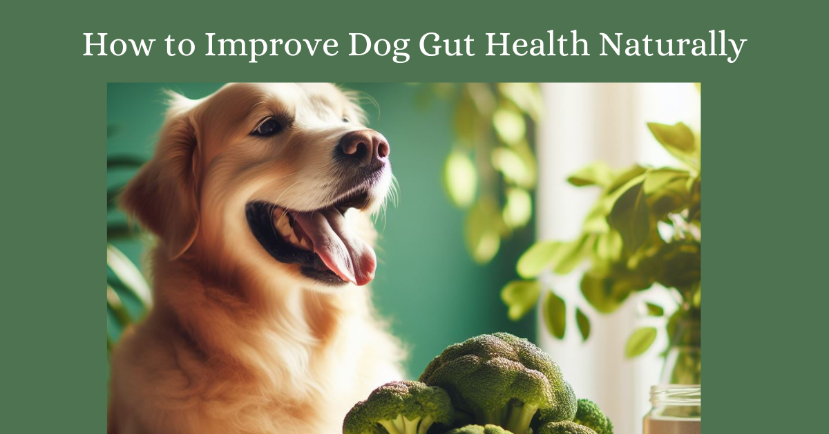 How to Improve Dog Gut Health Naturally