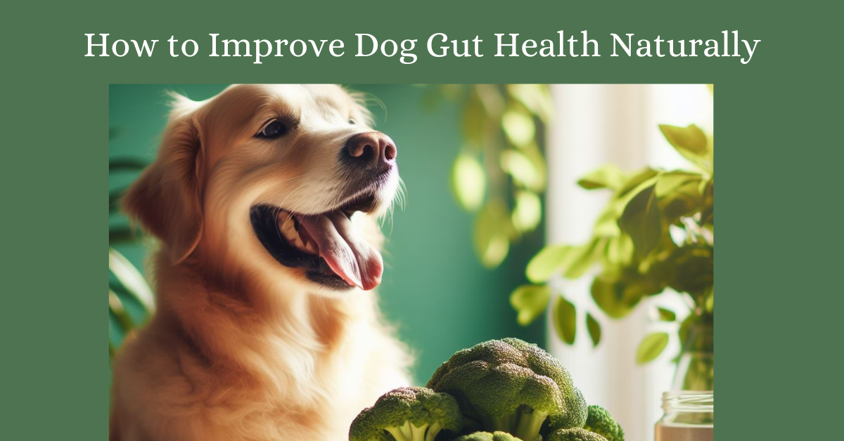 You are currently viewing How to Improve Dog Gut Health Naturally