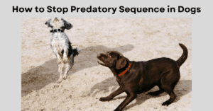 Read more about the article How to Stop Predatory Sequence in Dogs