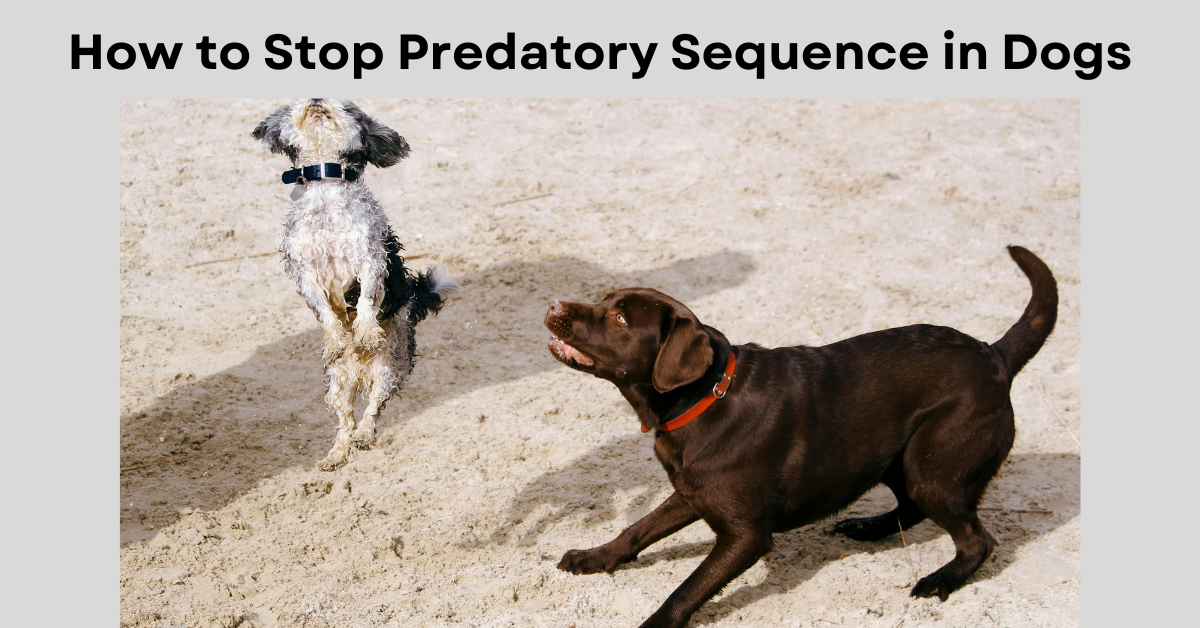 Predatory Sequence in Dogs