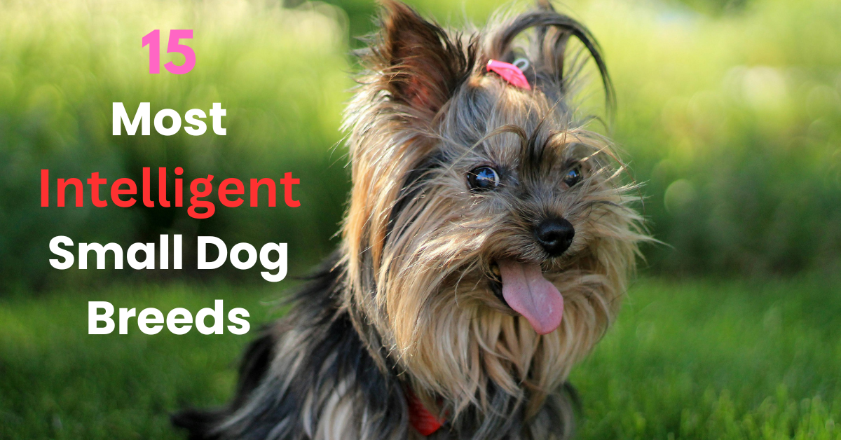Read more about the article 15 Most Intelligent Small Dog Breeds for Mental Agility