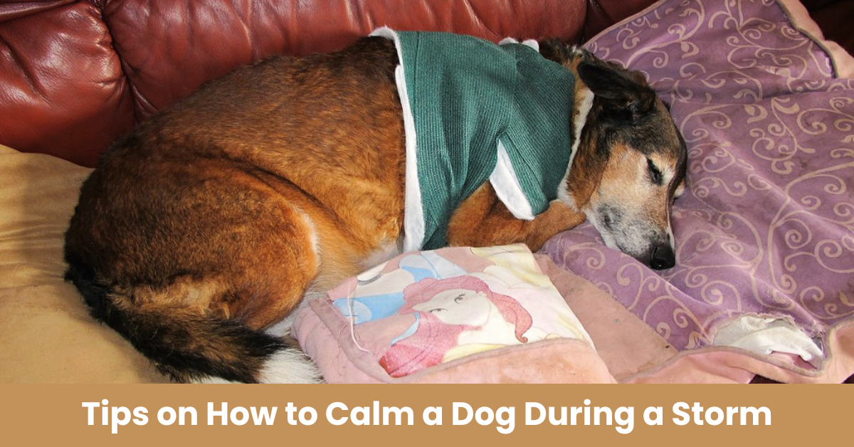 You are currently viewing Tips on How to Calm a Dog During a Storm
