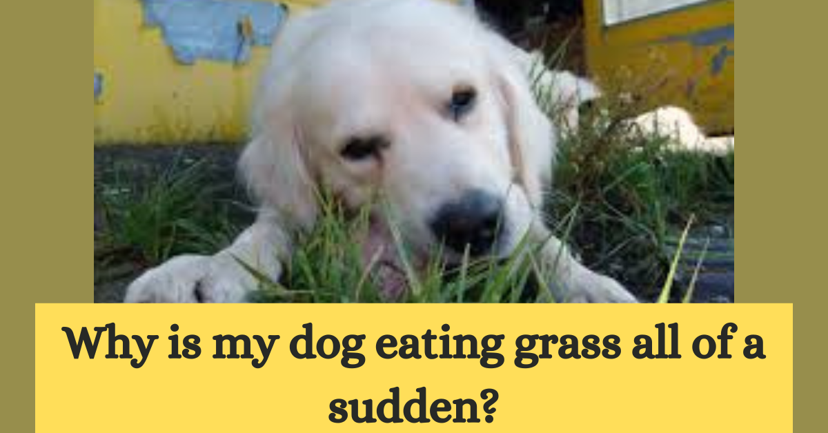 You are currently viewing Why is My Dog Eating Grass all of a Sudden?