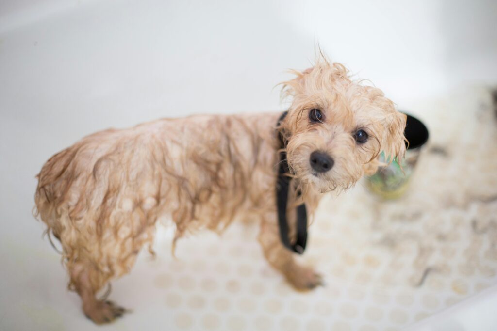 Natural Remedies for Dog Allergies: