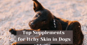 Read more about the article Top Supplements for Itchy Skin in Dogs