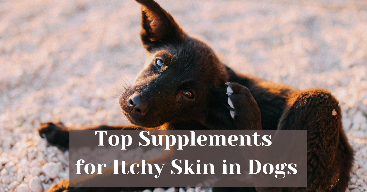 You are currently viewing Top Supplements for Itchy Skin in Dogs