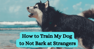 Read more about the article How to Train My Dog to Not Bark at Strangers